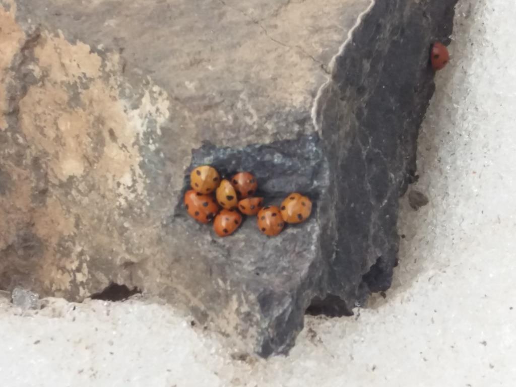 Mons - Crestas Bou Ouzzal (2)