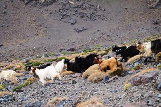 toubkal innédit (8)