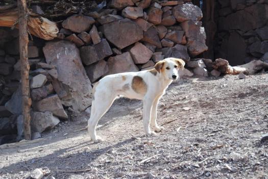 Tazarhart Azadene (23)