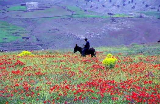 Atlas primavera (11)