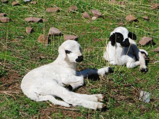 Oukaïmeden arista N (6)